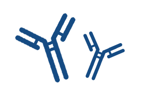 コンビナント抗体